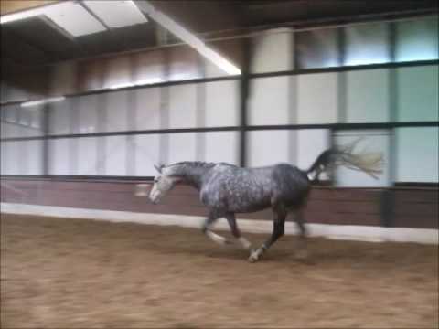 FAHDILA 5j. v. Fairbanks - Grundstein (Freispringen) VB 9.000,- Euro