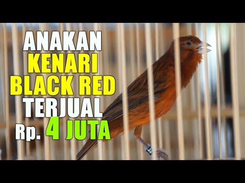 download lagu mp3 mp4 Kenari Black Red, download lagu Kenari Black Red gratis, unduh video klip Kenari Black Red