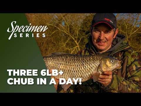 Catching BIG Chub - Three 6lb+ Chub In a Day!