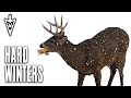 Should You Feed Deer Effects Of A Harsh Winter On Whitetails Midwest Whitetail