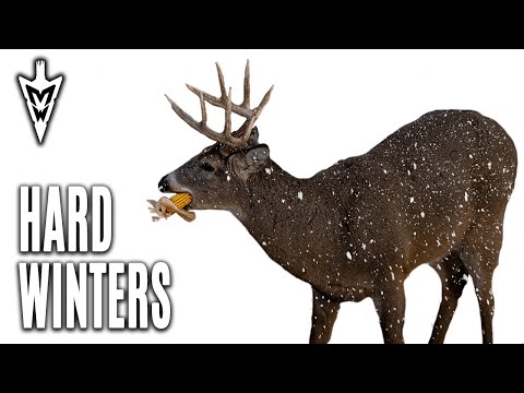Should You Feed Deer? Effects Of A Harsh Winter on Whitetails | Midwest Whitetail