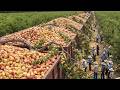 Unbelievable Harvest 2025 Millions Of Tons Of Fruits Vegetables Collected By Modern Machines 2