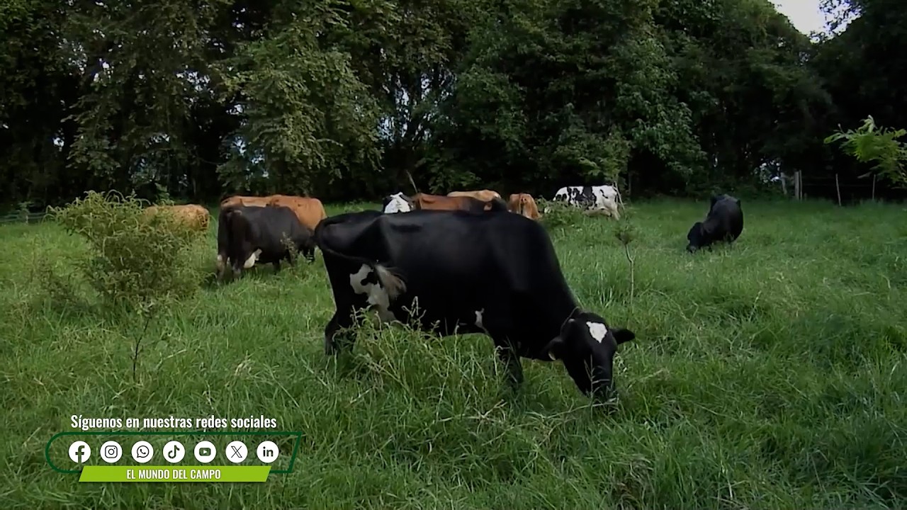 SILVOPASTOREO HACIENDA GARZONES EN YOTOCO VALLE DEL CAUCA COLOMBIACAP 2