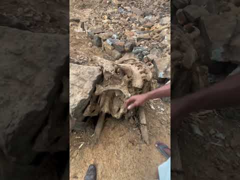 പുഴ വറ്റിയപ്പോൾ കണ്ടത് #keralafishing #shorts