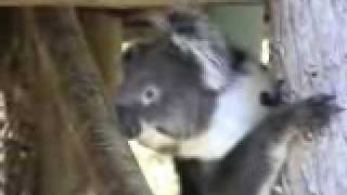 preview picture of video 'Koalas at Cleland Wildlife Park'