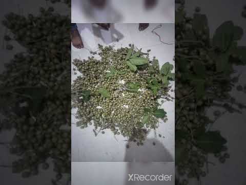 Our  village fruit #dilshan #village #fruitcutting #tamimiqbal #trending #faiz