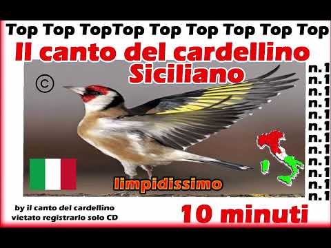 CANTO DEL CARDELLINO DI PALERMO SICILIANO NUOVO ANCHE PER INCARDELLATI CD LIMPIDISSIMO GOLDFINCH