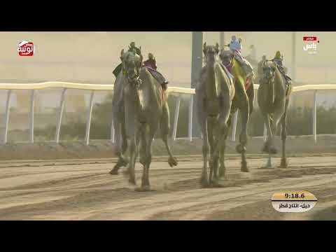 ش 1 (التزام) لـ عتيق فاران عتيق البريد المري 12:37:73 ، مهرجان ختامي الشحانية 2026/04/27 حول