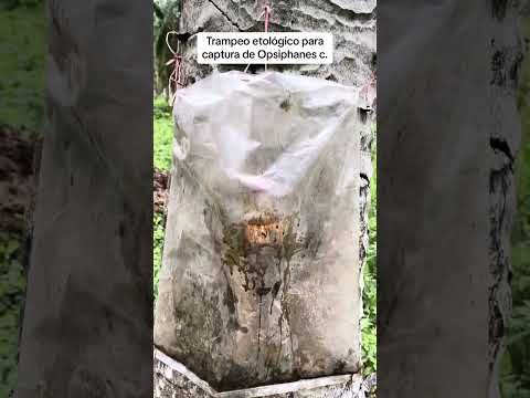 Trampeo etolólogico para captura de Opsiphanes cassina