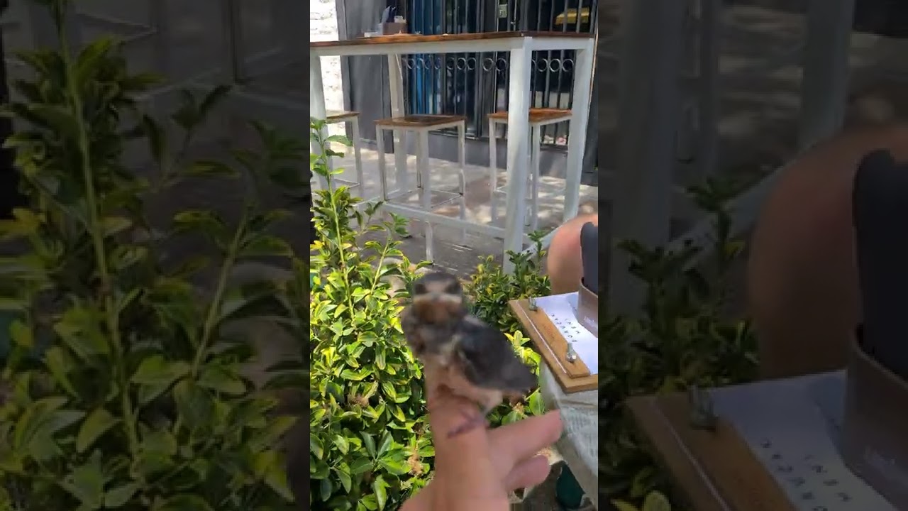 Lastavica tek iz gnijezda(1)