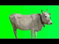 Green Screen Dancing Cow Free Download