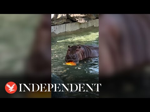 Hippos enjoy pumpkin pool party for Halloween