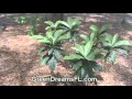 Loquat (Eriobotrya Japonica) Trees For Sale - Great Fruit, Easy To Grow, Reasonably Priced