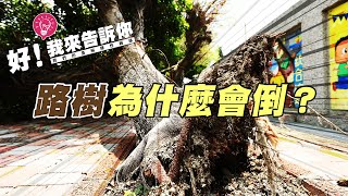 [閒聊] 路樹為什麼會倒？ (公視-我們的島)