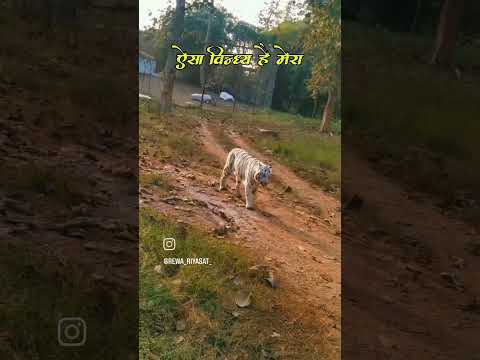 Vindhya Pradesh#rewa