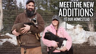 Introducing Goats to Our Alaskan Homestead | Building a Goat Pen