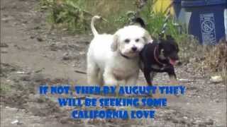 preview picture of video 'Jo Jo & Timmy At The Junk Yard in Table Rock, Nebraska'