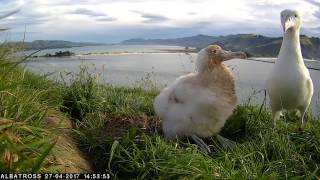 #Royalcam 2017 highlights: Mum returns to feed the chick