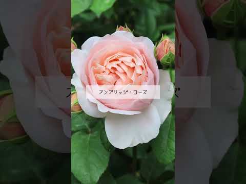 香りのよい庭を作るための、香りのよい葉を持つ植物はどれですか?  庭園