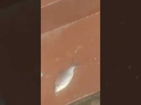 #music #halloween #typebeat #beats #phonk #dance #dj