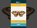 moth - a flying insect that is usu... video thumbnail