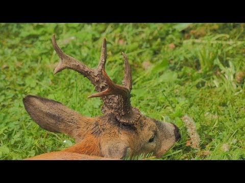 Erfolgreiche Bockjagd mit der Kamera festgehalten - Bockjagd in Pommern - Polen!