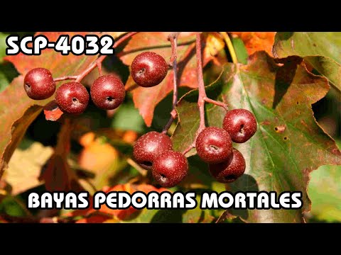 SCP-4032: Bayas Pedorras Mortales (Español Latino)