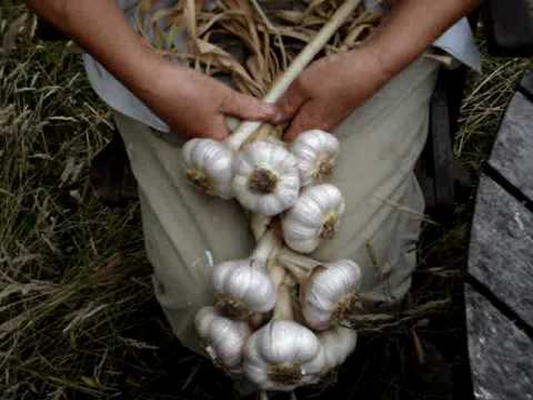 , title : 'plaiting the garlic crop'
