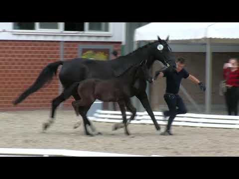 Mengede, Sezuan´s Donnerhall-Dauphin-Graf Remus