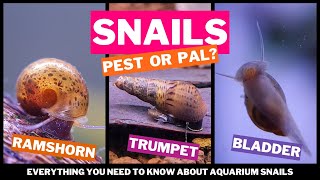 AQUARIUM SNAILS: Pest Or Pal? A Comprehensive Guide To Aquarium Snails