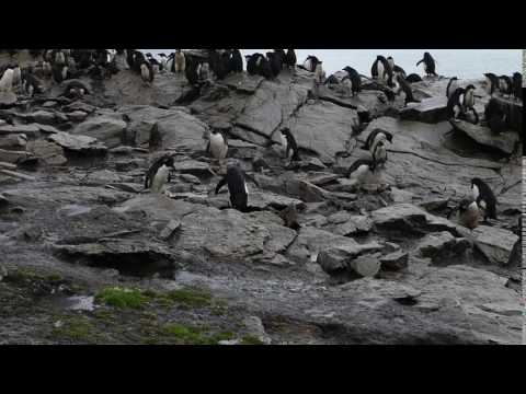 Rockhopper Penguins being themselves