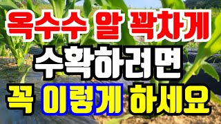 옥수수 순따기 최소 2번은 따고 2번은 줘야 알이 굵은 옥수수 수확해요