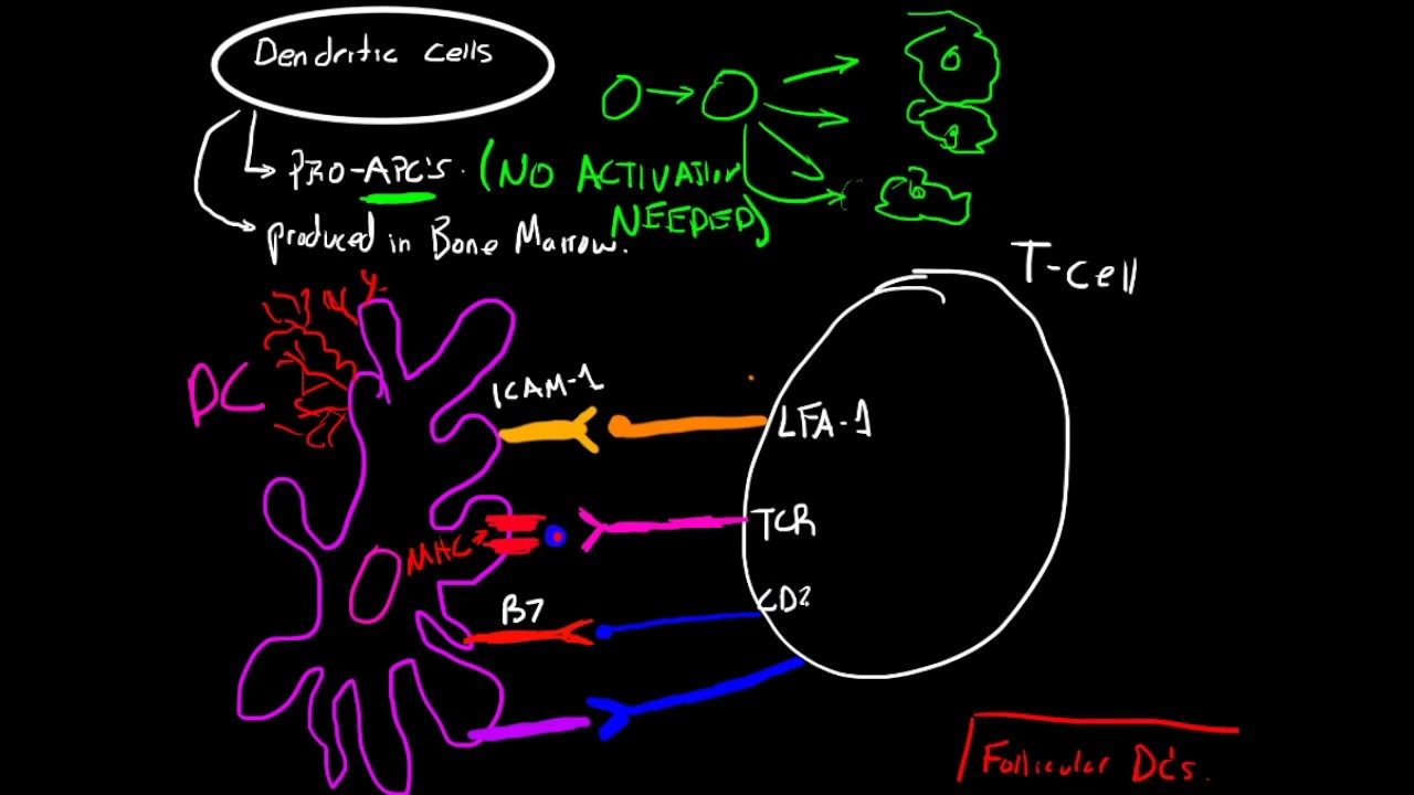 Immunology - Dendritic Cells and Antigen Presentation - YouTube