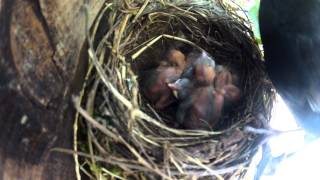 Blackbirds nest feeding #GOPRO