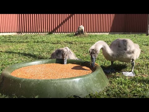 NABU-Vogelschutzzentrum Mössingen