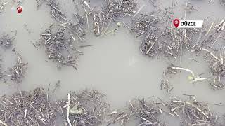 Sapanca Gölü’nden Sonra Bir Korkutan Görüntü De Efteni Gölü’nde Oluştu