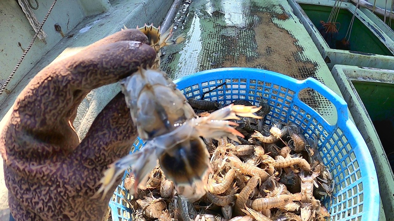 漁が春らしくなってきました。