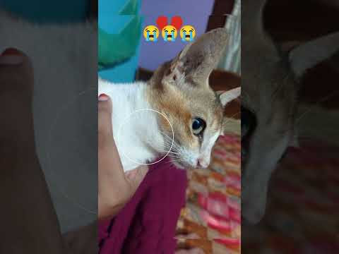 Pray for this cat ll The throat is swollen😢