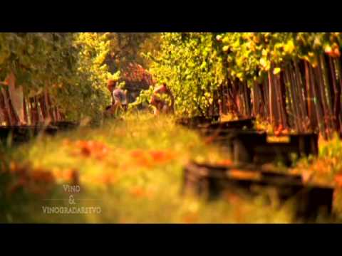 Lakše do upisa u Vinogradarski registar - Vino i Vinogradarstvo