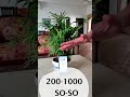 Where to keep your palm plants | Checking light (LUX) levels