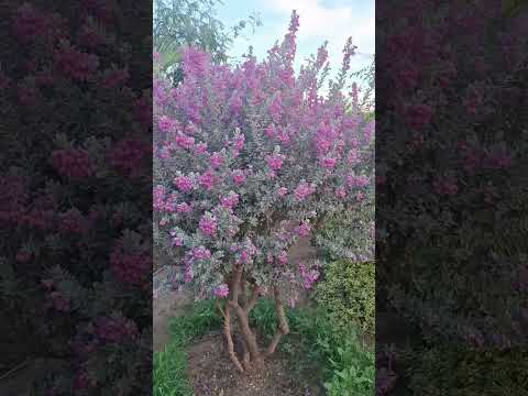 QUEIMADAS BAHIA ❤️