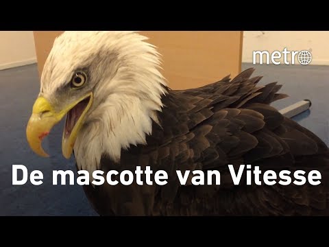 Met Hertog II naar Vitesse FC Utrecht | In het spoor van