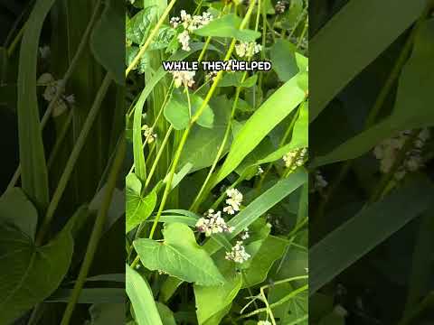 This Mistake in Regenerative Farming Set Me Back for Years #soilhealth #regenerativeagriculture