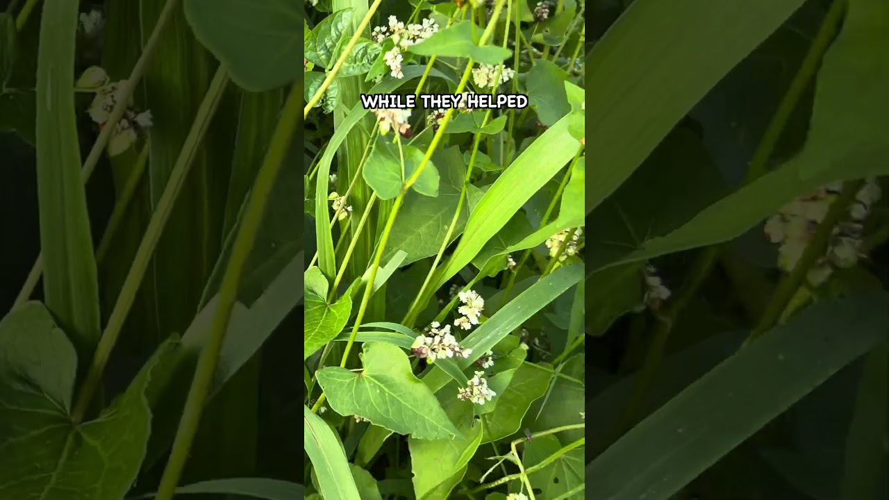 This Mistake in Regenerative Farming Set Me Back for Years #soilhealth #regenerativeagriculture