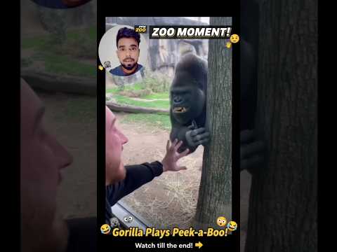 Gorilla ka Punch Kitna Dangerous Hota Hai? 😱🔥 Sunday Saturday 2025 shorts