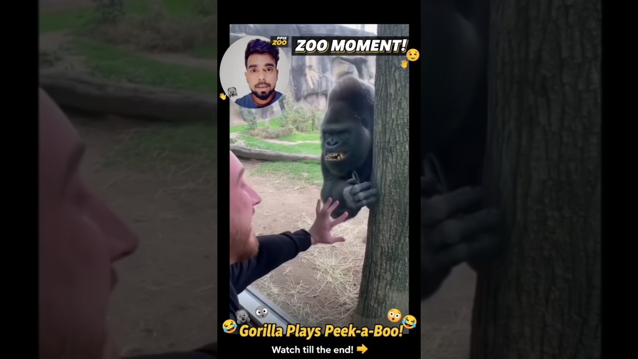 Gorilla ka Punch Kitna Dangerous Hota Hai? 😱🔥 Sunday Saturday 2025 shorts