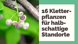 16 Kletterpflanzen für halbschattige Standorte