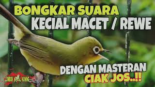 Download lagu Bongkar suara kecial macet | Ampuh pancing dengan suara ciak jos @lombokkecialkuning mp3