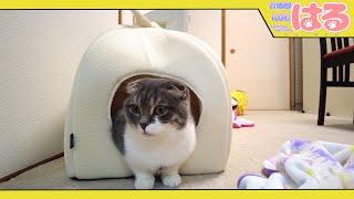 クッソ成長してきた子猫にやわらかい猫用ハウスを買ってみたら……【召喚獣はる】