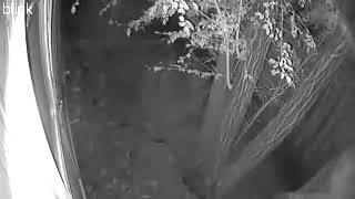Young Raccoon